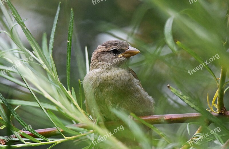 The Sparrow Bird Tree Nature Pen