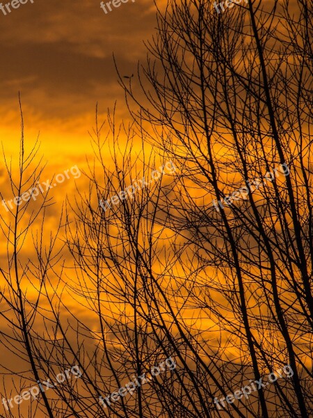 Sunrise Sunset Tree Sun Clouds Sky