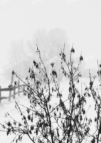 Winter Bush Tree Plant Snow