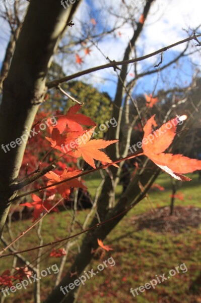 Late Autumn Blue Mountain Maple Free Photos