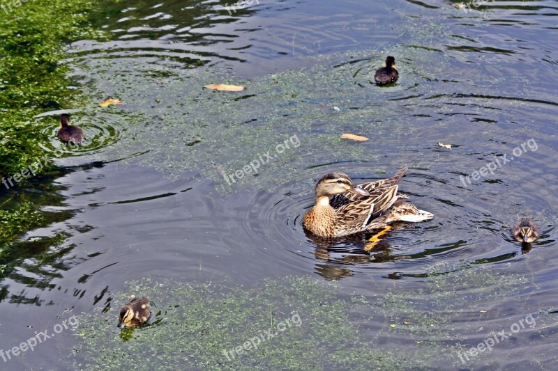 Duck Family Quartet Square Walk In The Park Pond