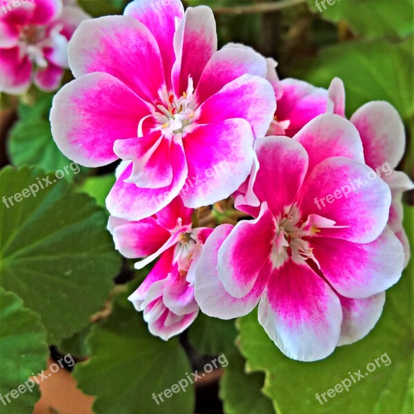 Flower Geranium Scented Geranium White Pink Flowers Potted Plant