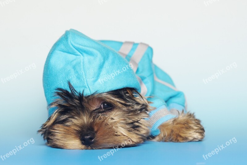 Yorkshire Terrier Dogs Dog Small Dog Darling