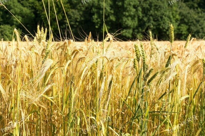 Cereals Field Bauer Wheat Agriculture