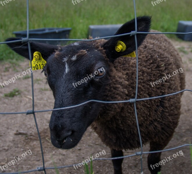 Black Sheep Sheep Fenced Fence Farm