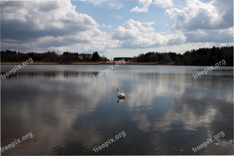 Pond Water Fish Pond Swan Summer