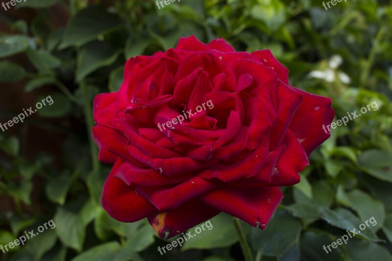 Rose Flower Blossom Bloom Nature