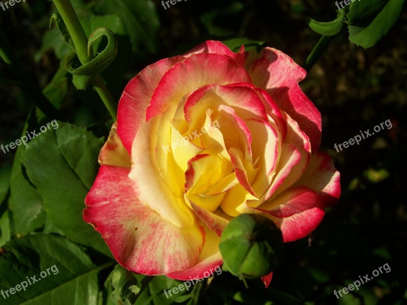 Rose Tricolor Summer Flower Flower Garden Free Photos