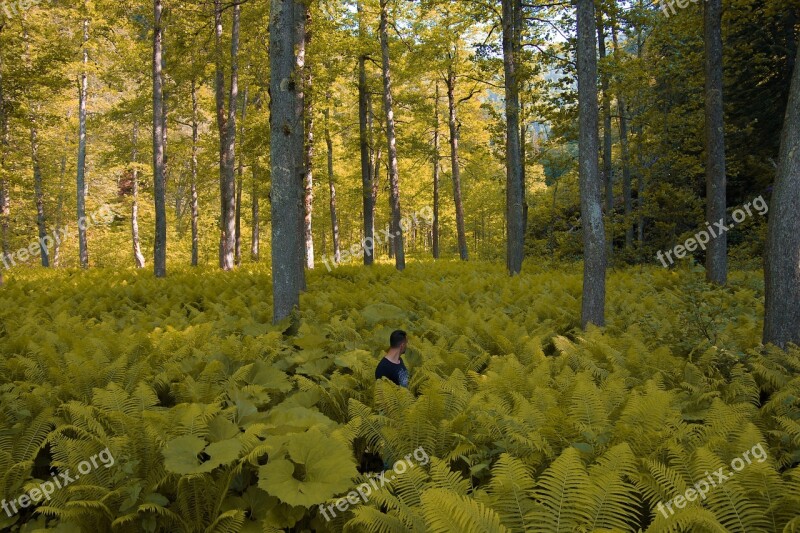 Forest Yellow Fern Rize Turkey