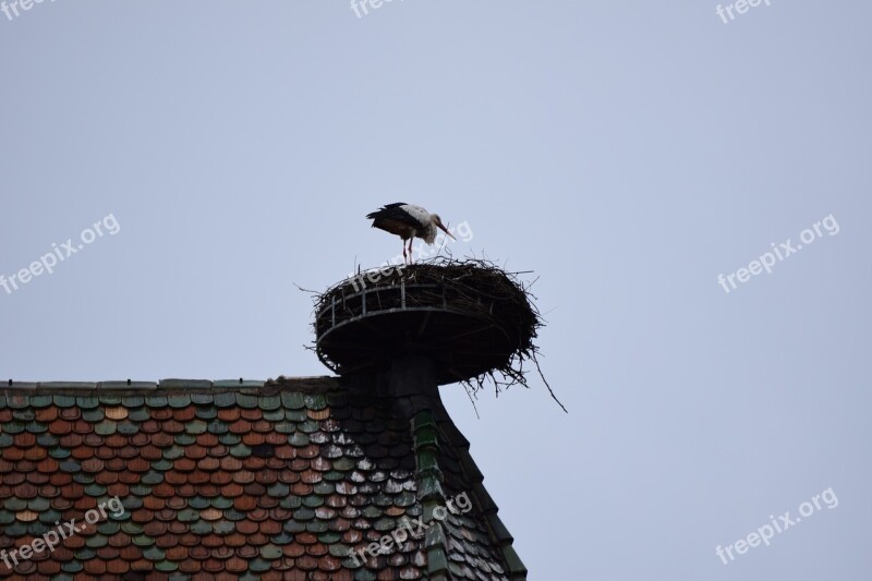 Alsace Nature Nest Stork Birds