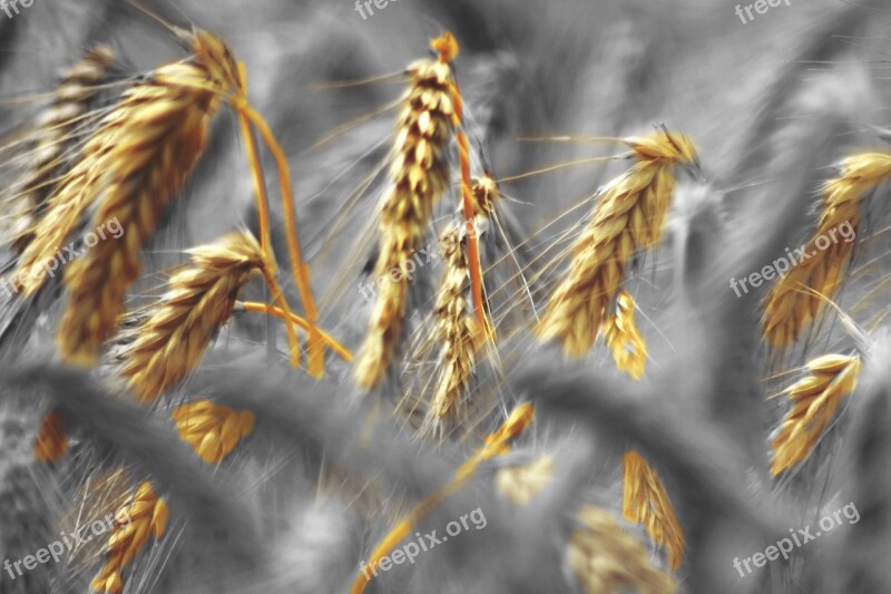 Wheat Field Cereal Epi Agriculture