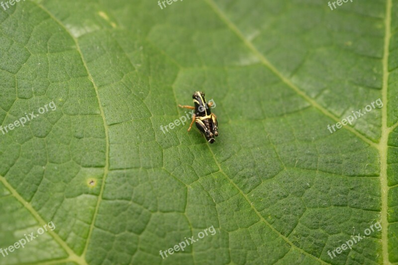 Insects Thebaid Quindío Colombia Free Photos