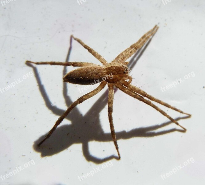 Spider Jumping Spider Barn Spider Arachnid Macro