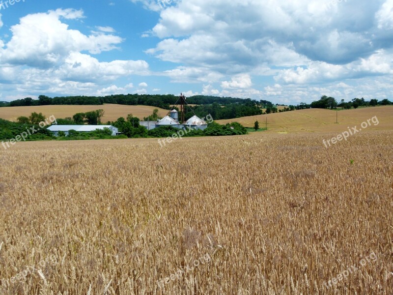 Farm Wheat Grain Agriculture Field