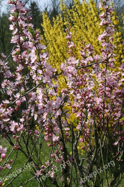 Forsythia Intermedia Yellow Bush Flower