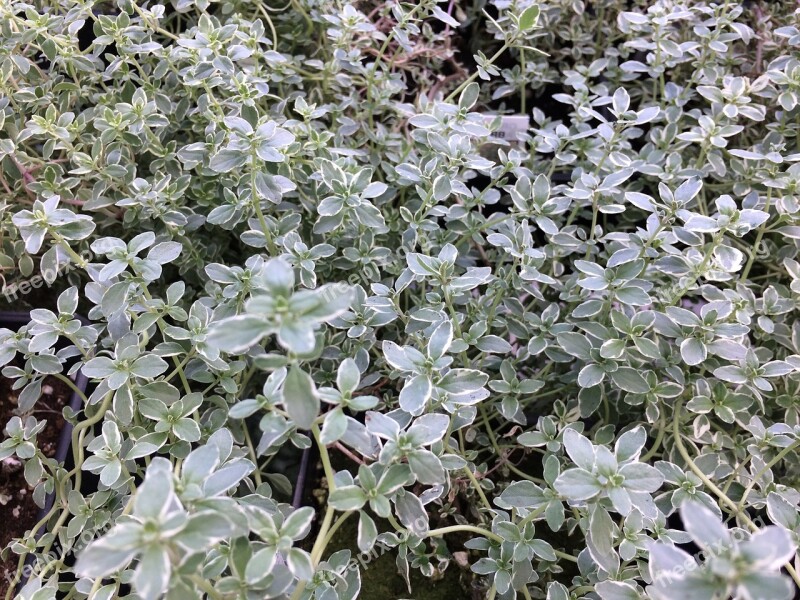 Thyme Plant Herb Green Spice