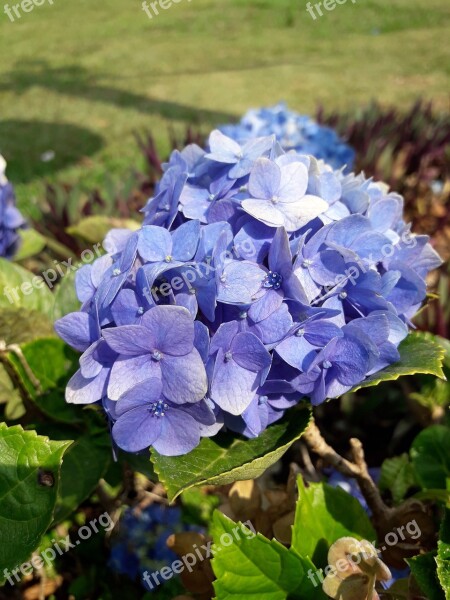 Hydrangea Purple Flower Purple Flora Nature