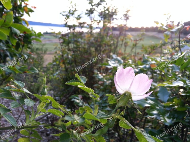 Delicate Tranquility Wild Rose Briar Eglantine