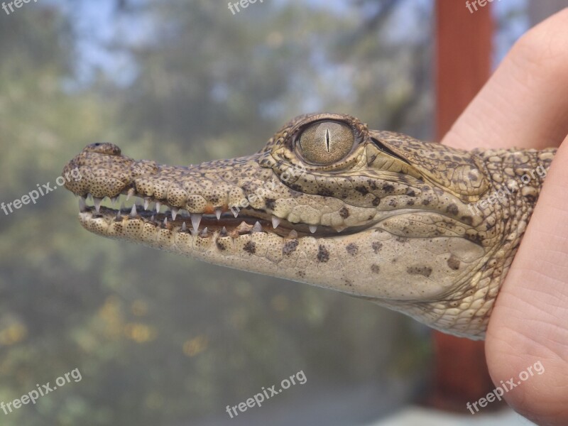 Crocodile Cub Mexico Free Photos