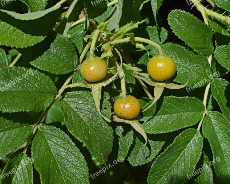 Ripening Rose Hips Rose Rugosa Rose Seed Pod Plant