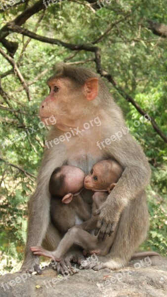 Macaque Twins India Free Photos