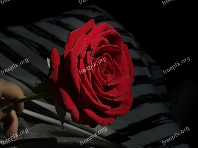 Rose Red Rose On Striped Background Single Blossom