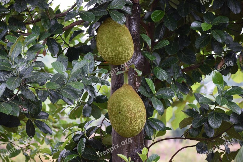 Jackfruit Fruit Home Food Sweet