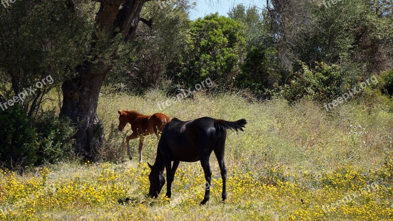 Horses Foal Green Forests Newborn