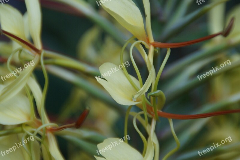 Exot Exotic Plant Flora Tropical