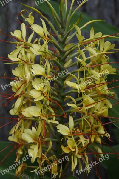 Exot Exotic Plant Flora Tropical