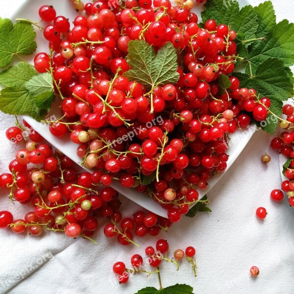 Currant Red Vitamin Delicious Organic