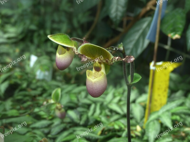 Orchid Flower Nature Plant Beautiful Flower