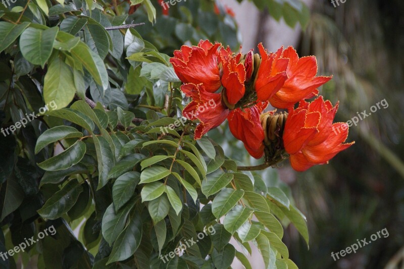 Tulip Tree Exot Exotic Tropical Bright