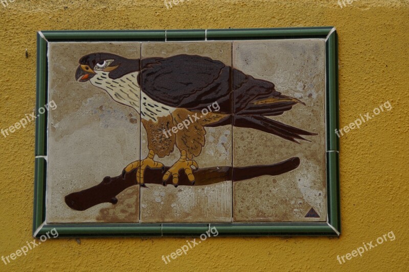 Buzzard Bird Image Raptor Bird Of Prey