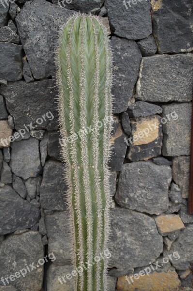 Cactus Wall Front Yard Garden Wall Garden