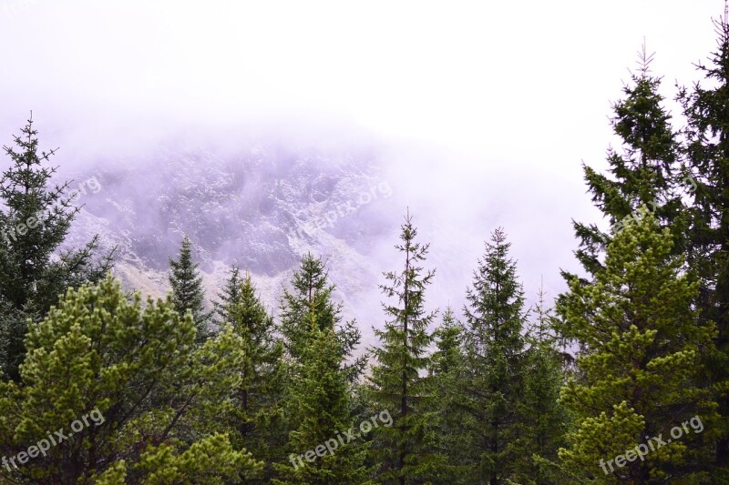 Iceland Forest Green Pine Tree Landscape