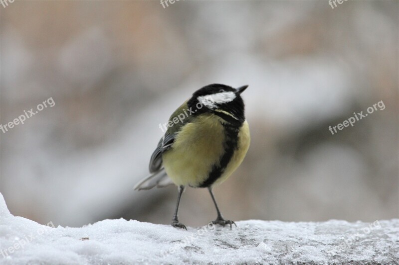 Bird Outdoor Nature Wildlife Tit