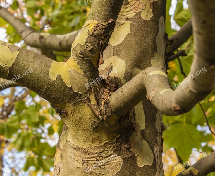 Wood Branch Plane Branches Tribe