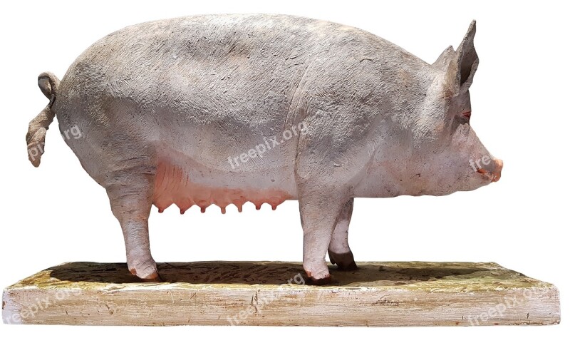 Pig Model Agriculture Swine Sow