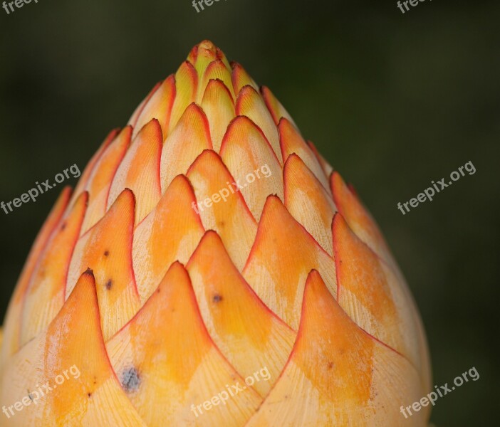 Sugar Bush Bud Flower Orange Flora