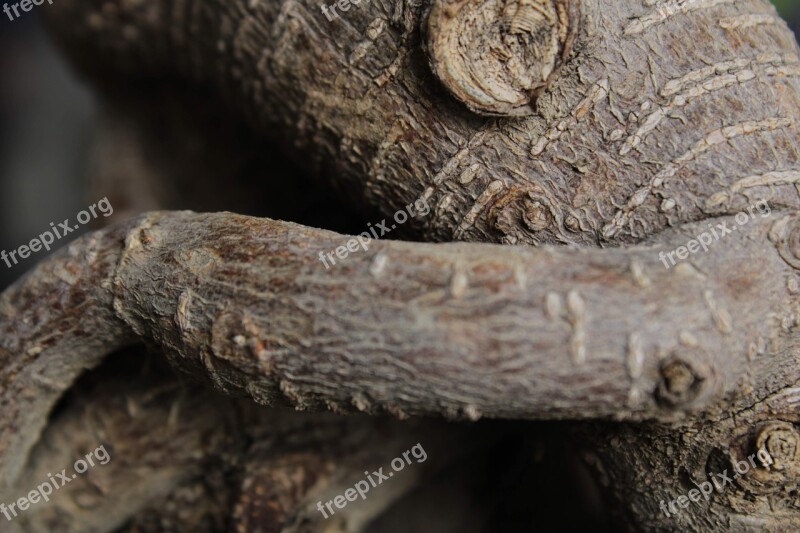 Bonsai Wood Flora Nature Tree