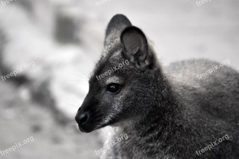 Kangaroo Black White Background Go To Free Photos