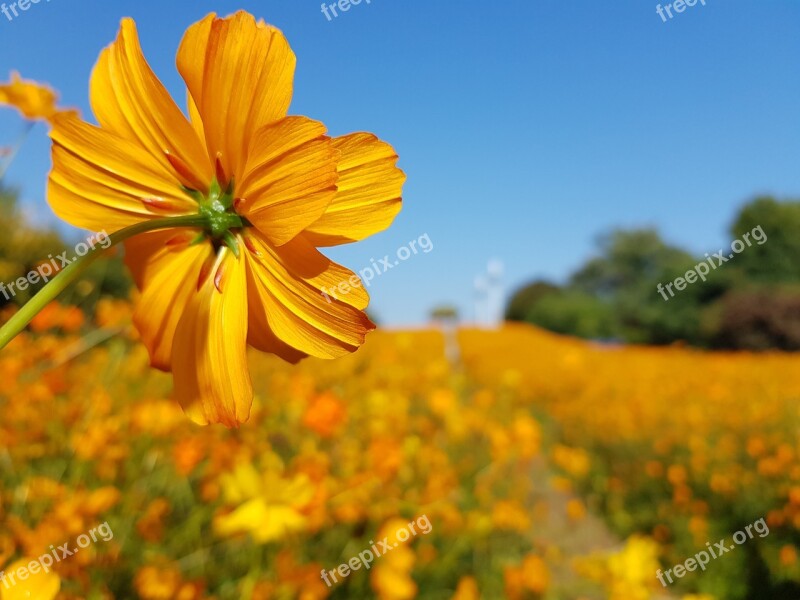 Cosmos Autumn Olympic Park Wild Flowers Every Day Background Photo