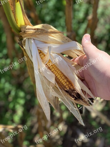 Corn Fall Thanksgiving Thanksgiving Background Thanksgiving Dinner