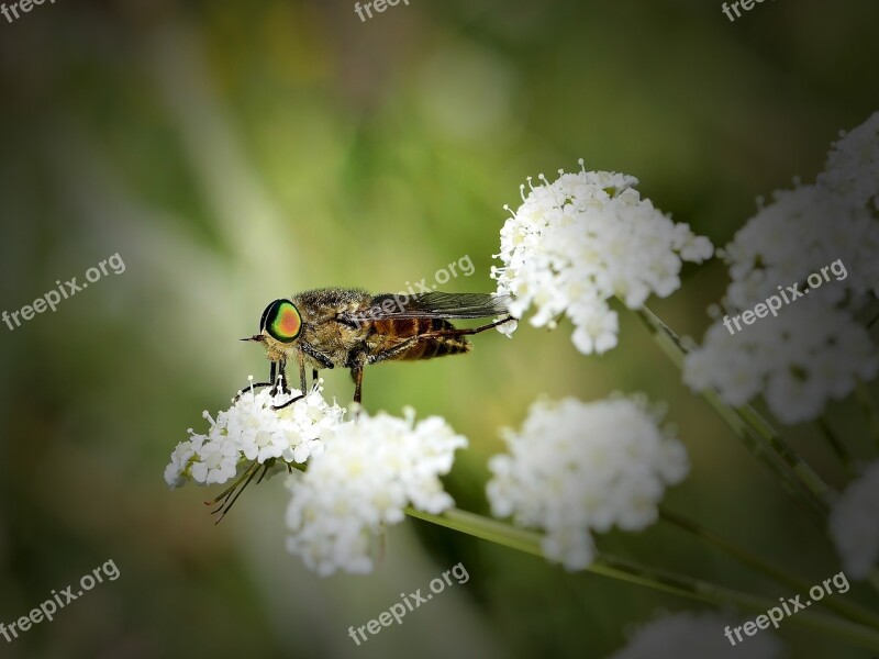 Insect Gadfly Nature Insects Macro