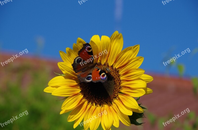 Sunflower Butterfly Peacock Summer Blossom