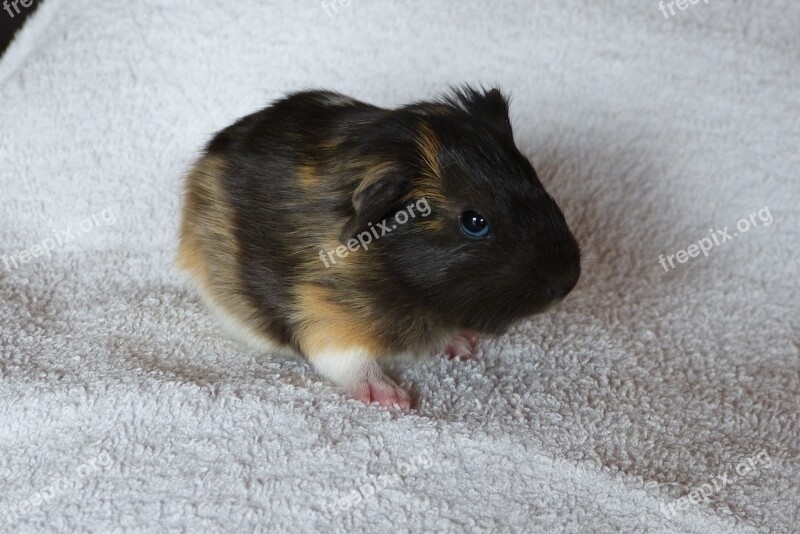 Guinea Pig Baby Animal Rodent Pet Cute