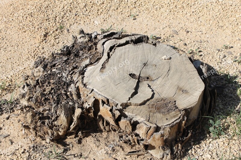 Tree Stump Desert Dry Dead Nature