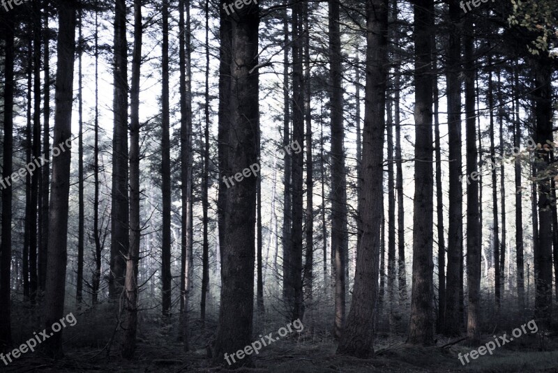 Spooky Forest Trees Sticks Dark