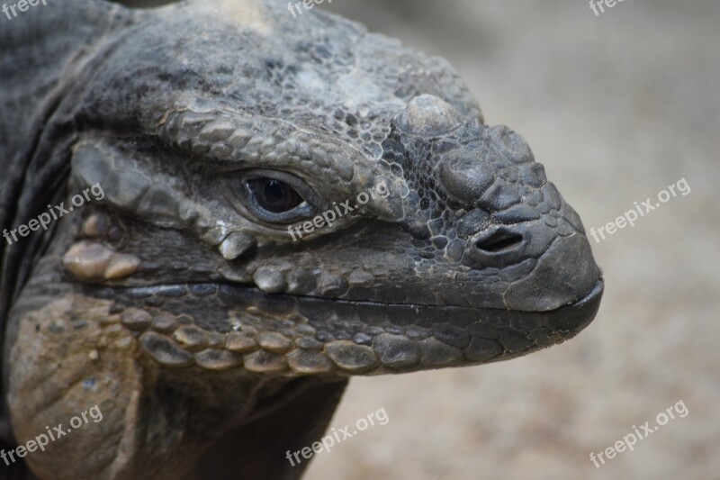 Monitor Lizards Komodo Lizard Vertebrate Reptile